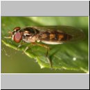 Melanostoma sp - Schwebfliege w11.jpg